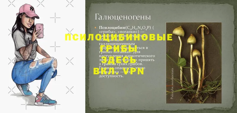 Галлюциногенные грибы прущие грибы  купить наркотики цена  Собинка 